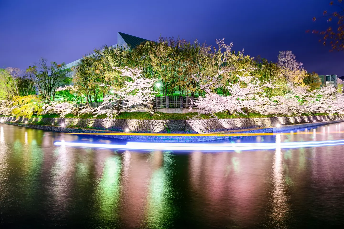 Cherry blossom festivals are a huge cultural event in Japan.