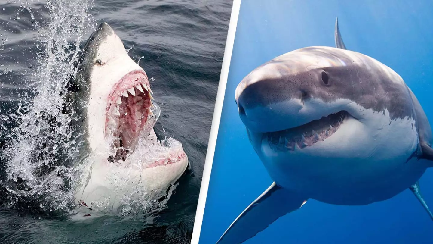 Great white sharks will never be held captive in aquariums for as long as they exist