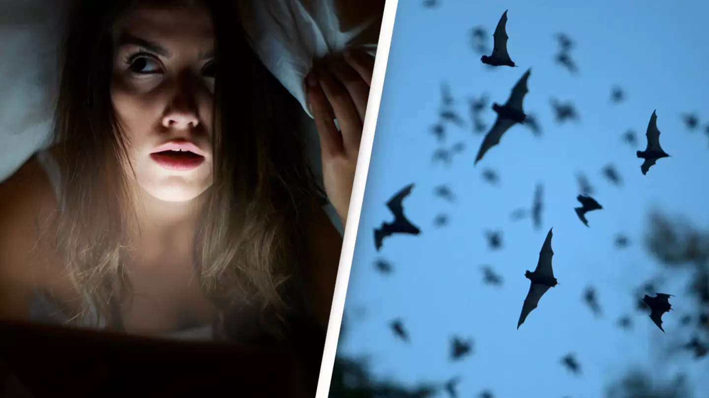 Airbnb guests sue over their 'house of horror' rental after being attacked by bats in bed