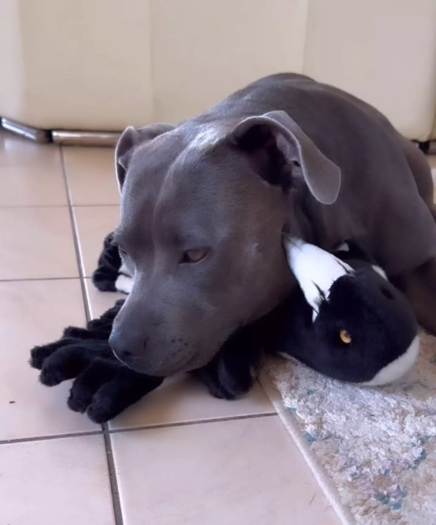 Molly's journey with the family has been heavily documented online.