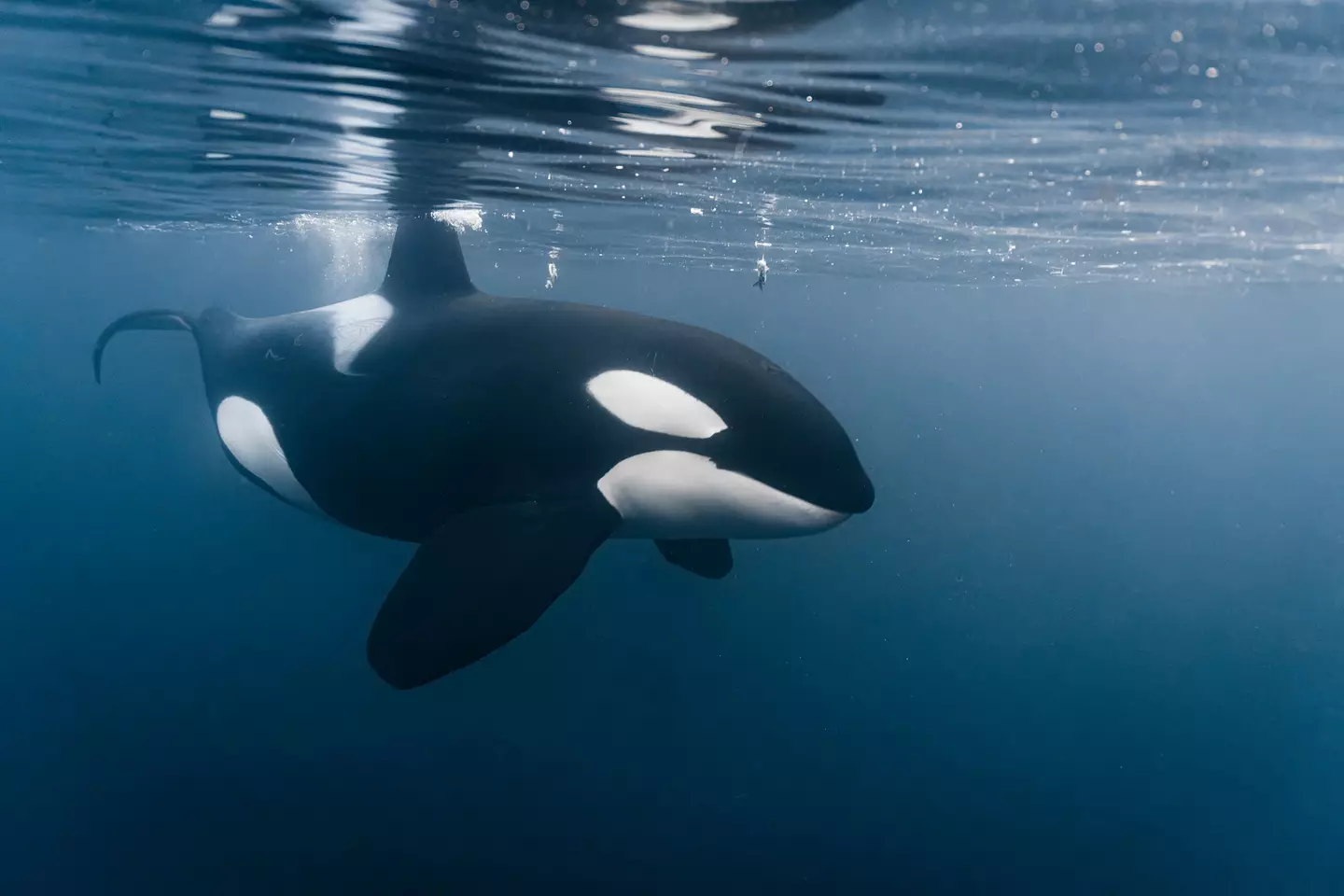Orcas are one of the most intelligent marine mammals in the world (Wirestock/Getty Images)