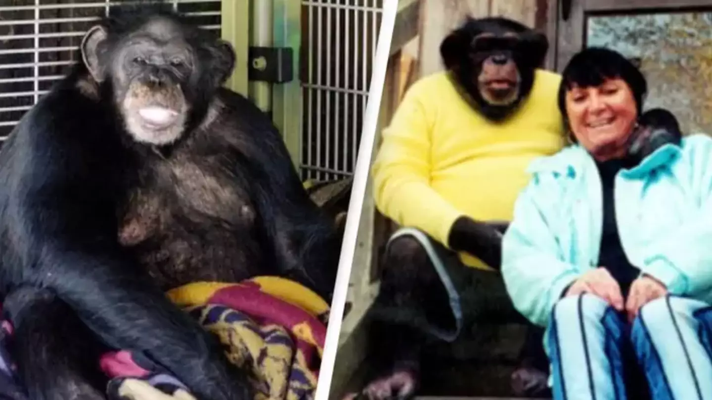 Chilling 911 call moments after family's pet chimpanzee unleashes brutal attack on woman