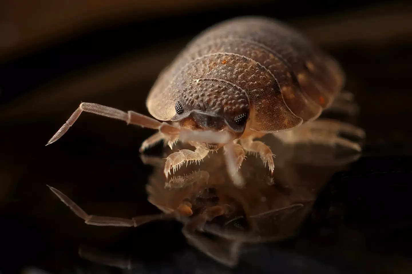 The pesky critters like to lurk on upholstery and creases in mattresses.