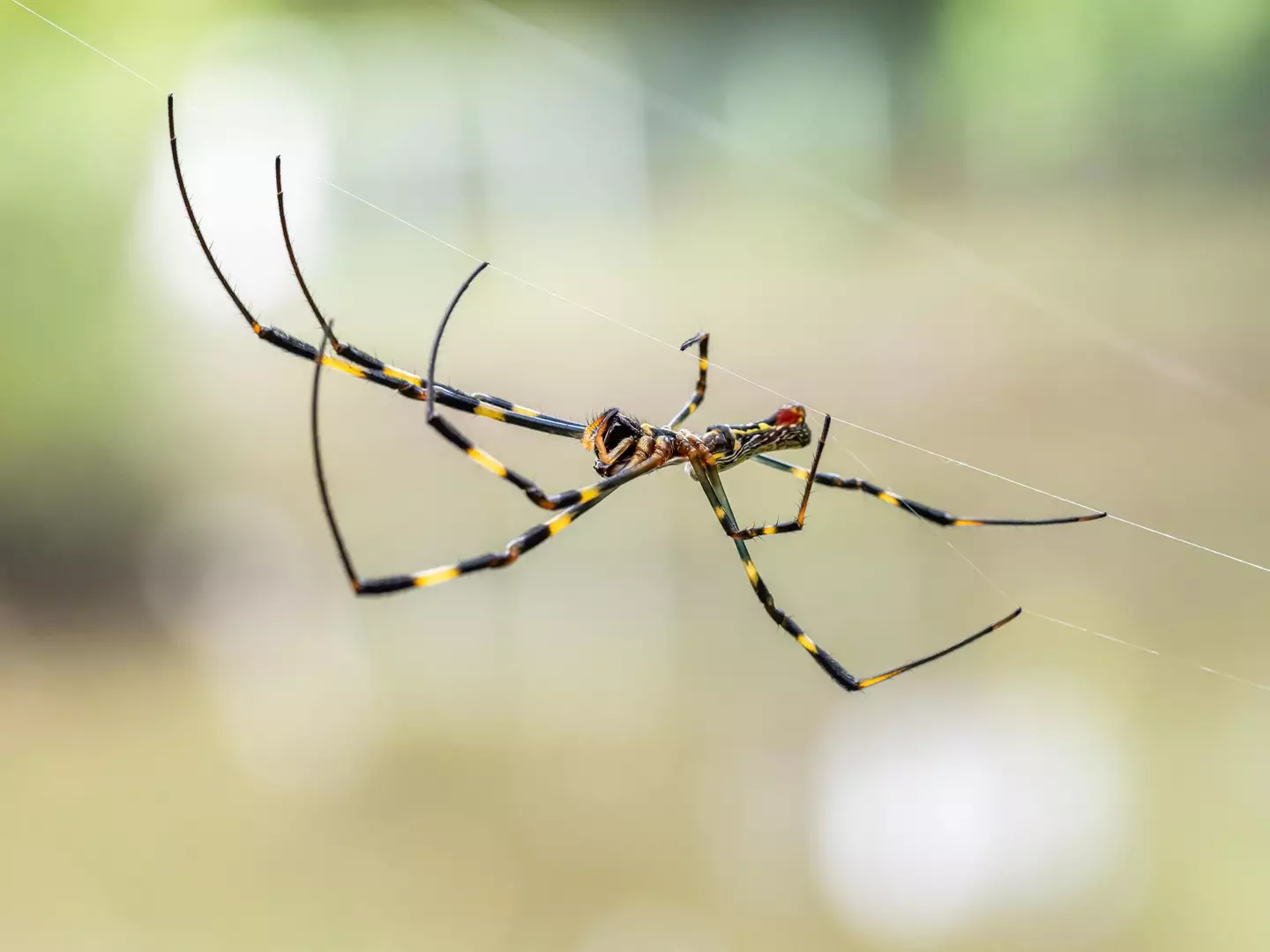 Joro Spider. (Alamy) 
