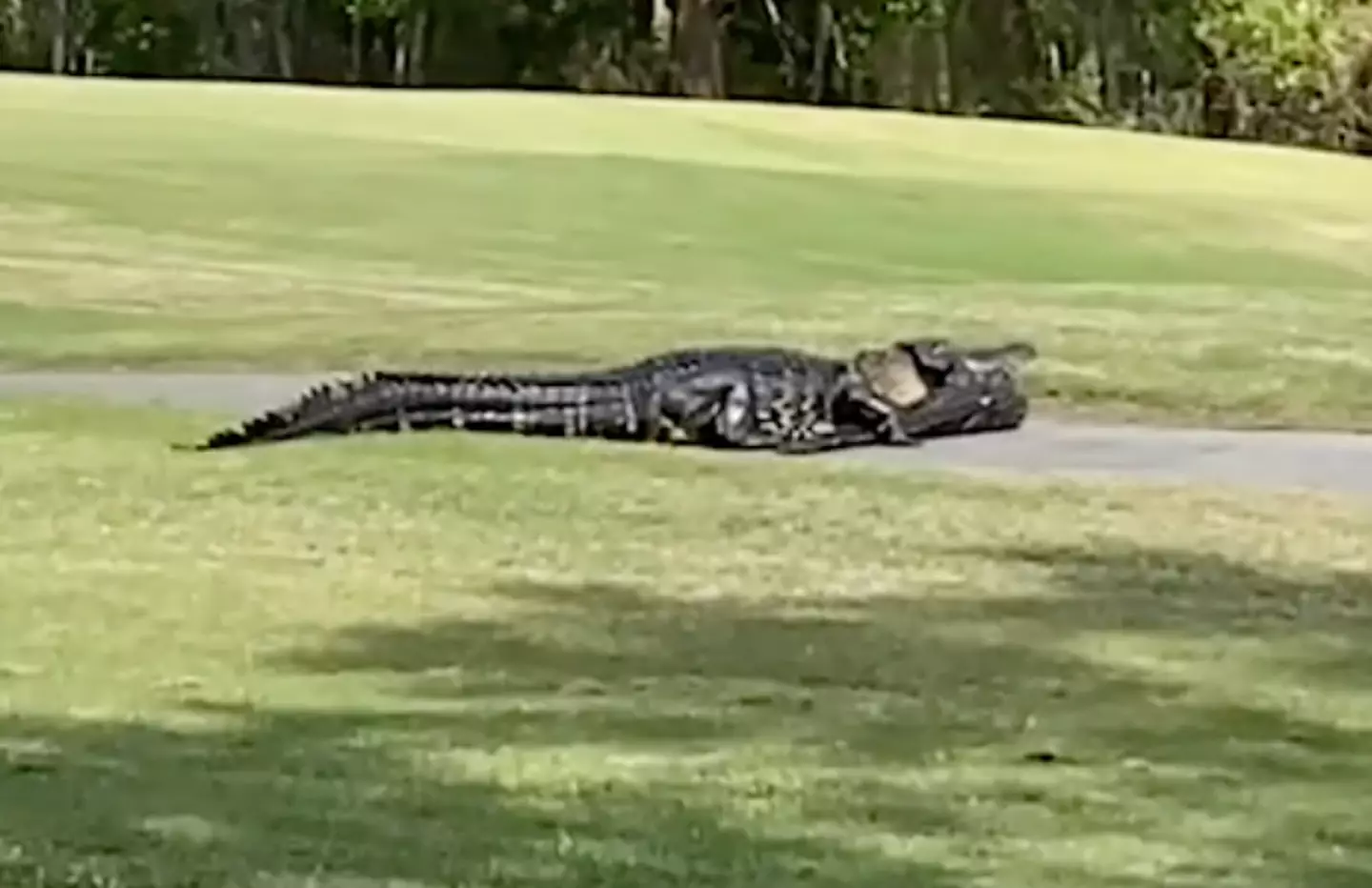 20-foot alligator carries rival in its jaw (Storyful)