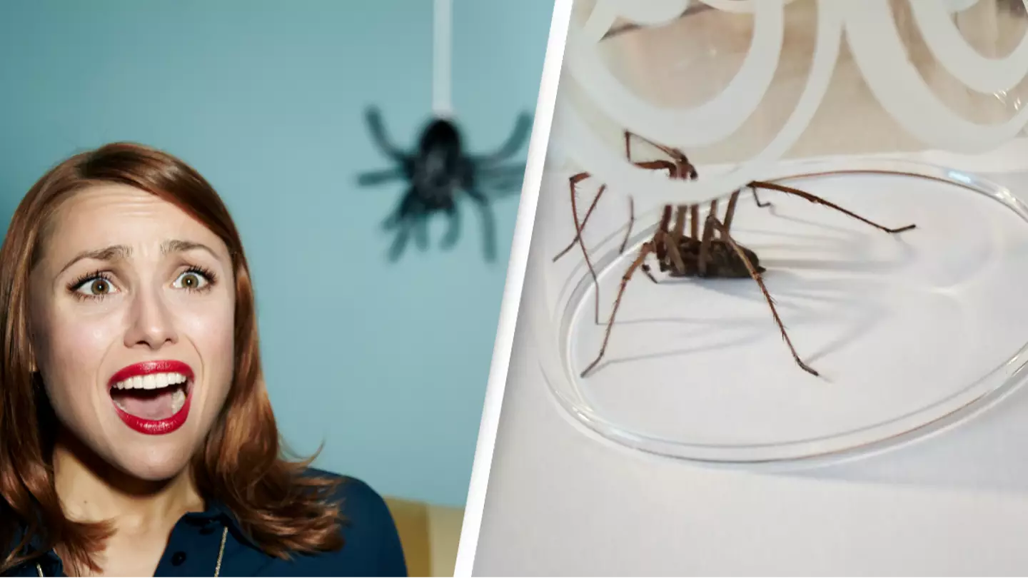 Reason you should never kill a spider in your own home