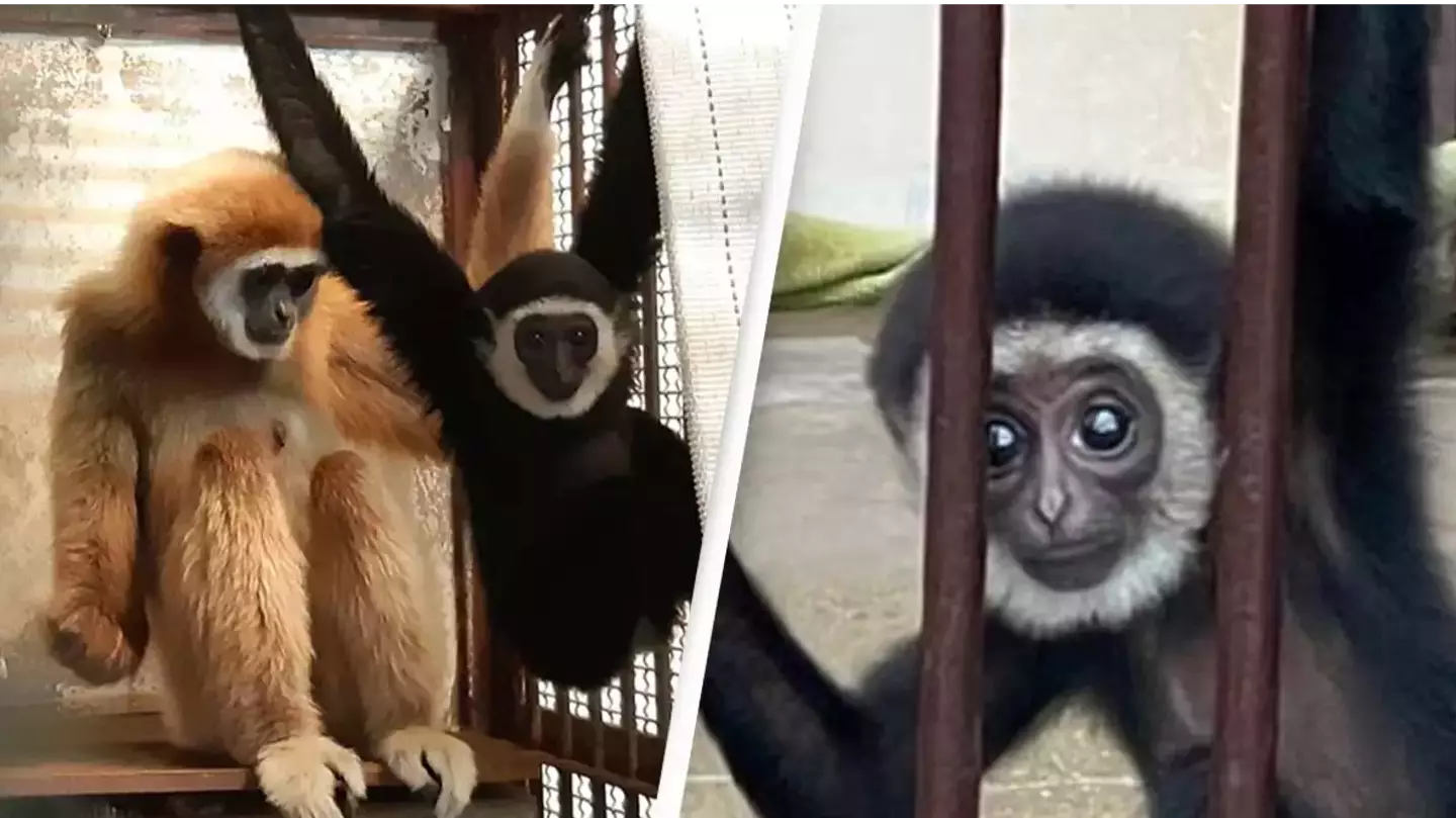 Zookeepers solve mystery of female monkey who got pregnant while she was alone in her cage