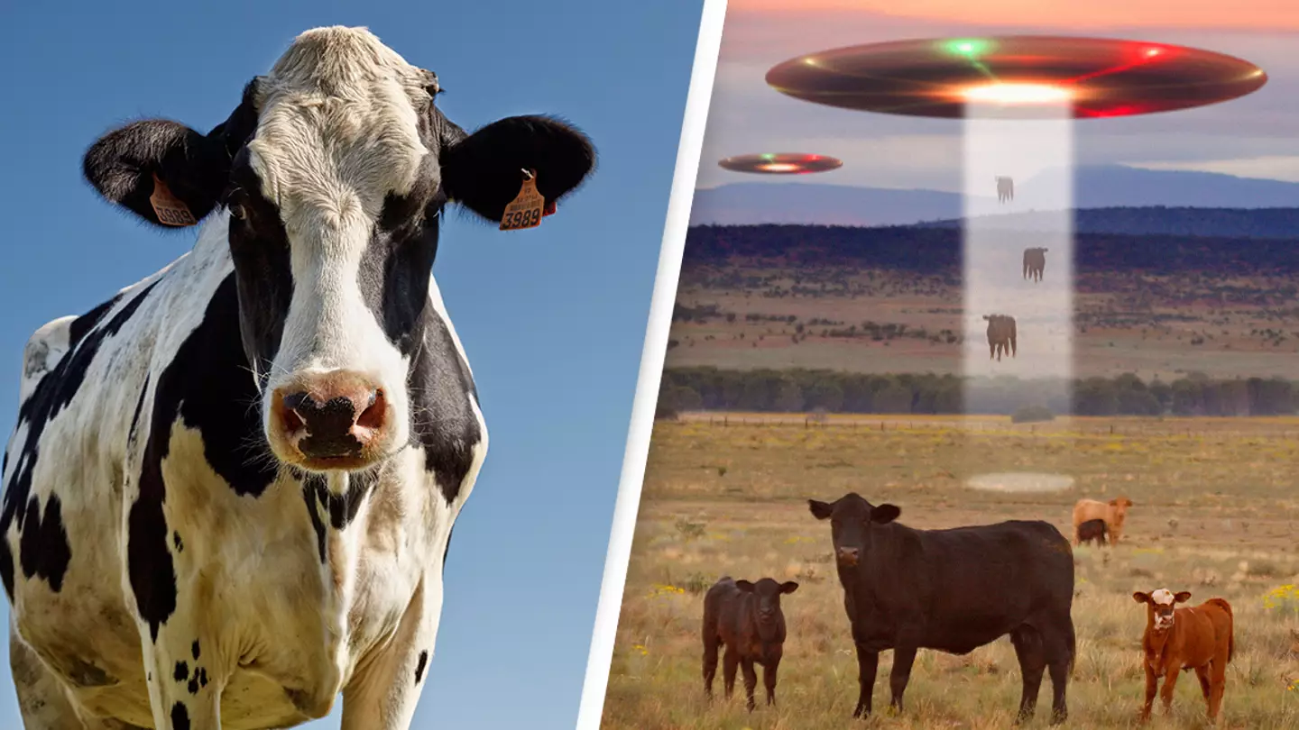 Farming couple blame aliens after 20 cows were brutally mutilated with no trace of blood