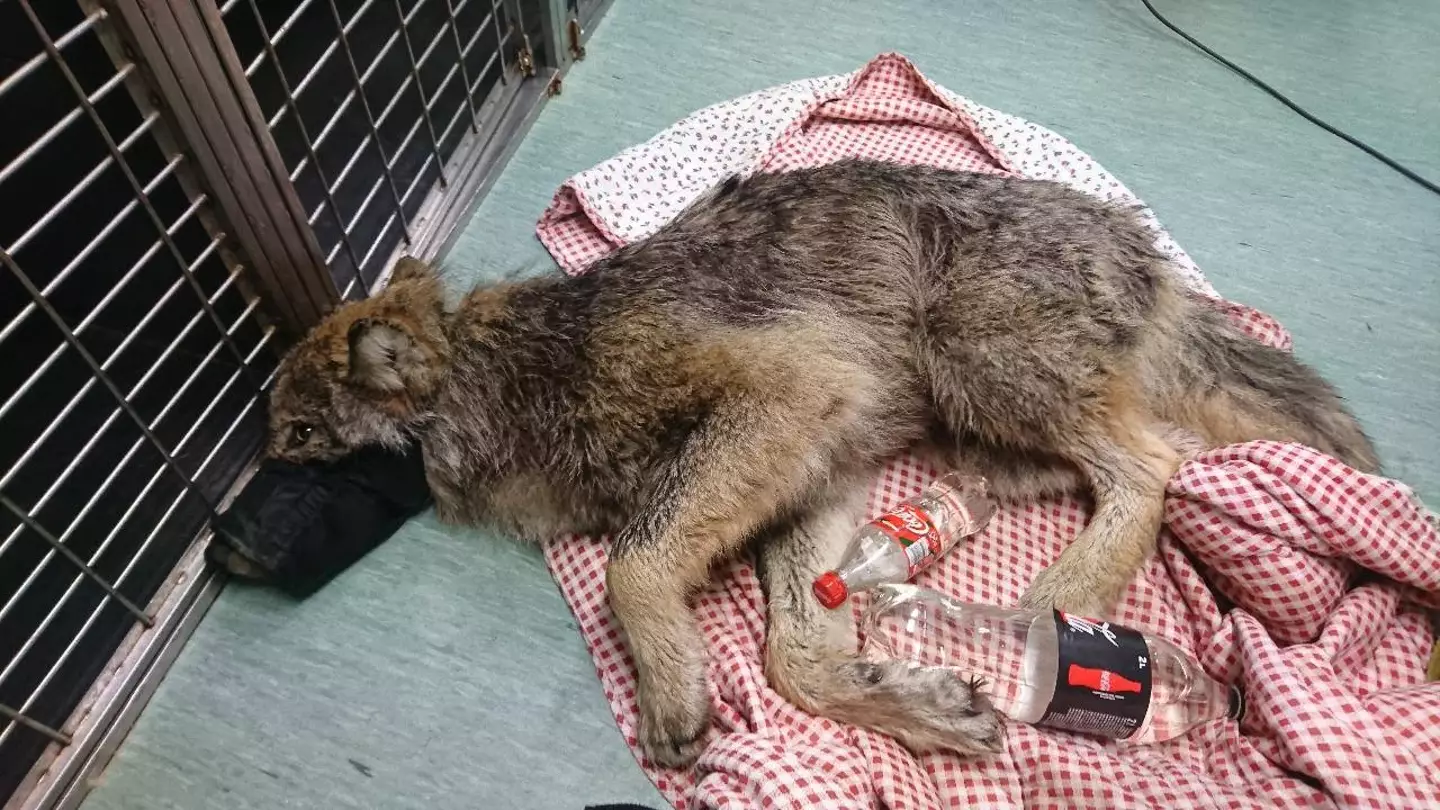 The wolf was nursed back to health and released back into the wild.