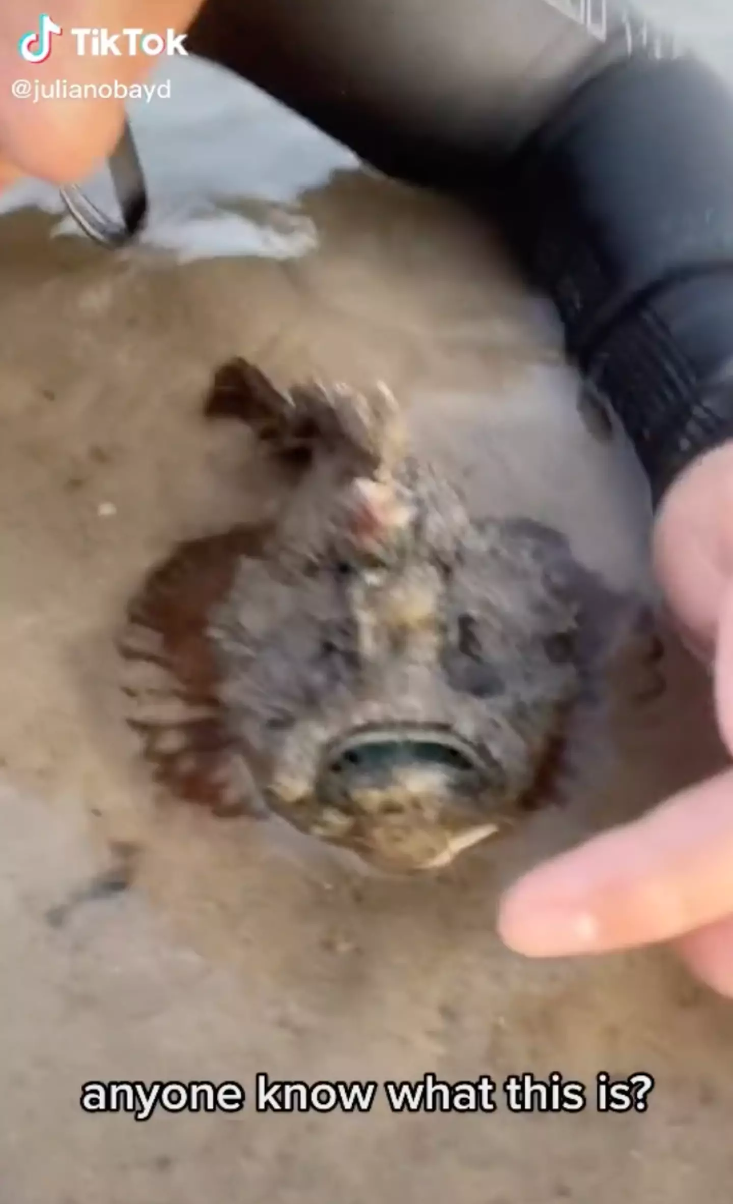 The stonefish is the most venomous fish in the world.