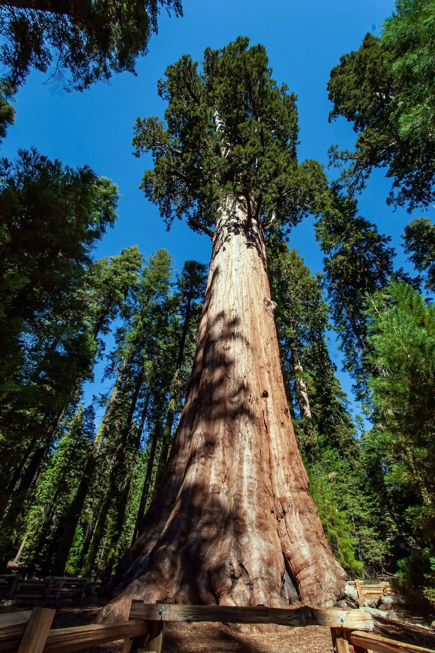 Visitors are banned from getting near the world's largest tree.