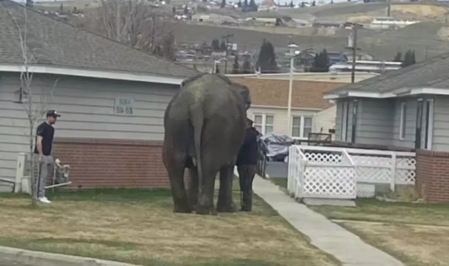 Yep, that's an elephant (Brittany McGinnis via Storyful)