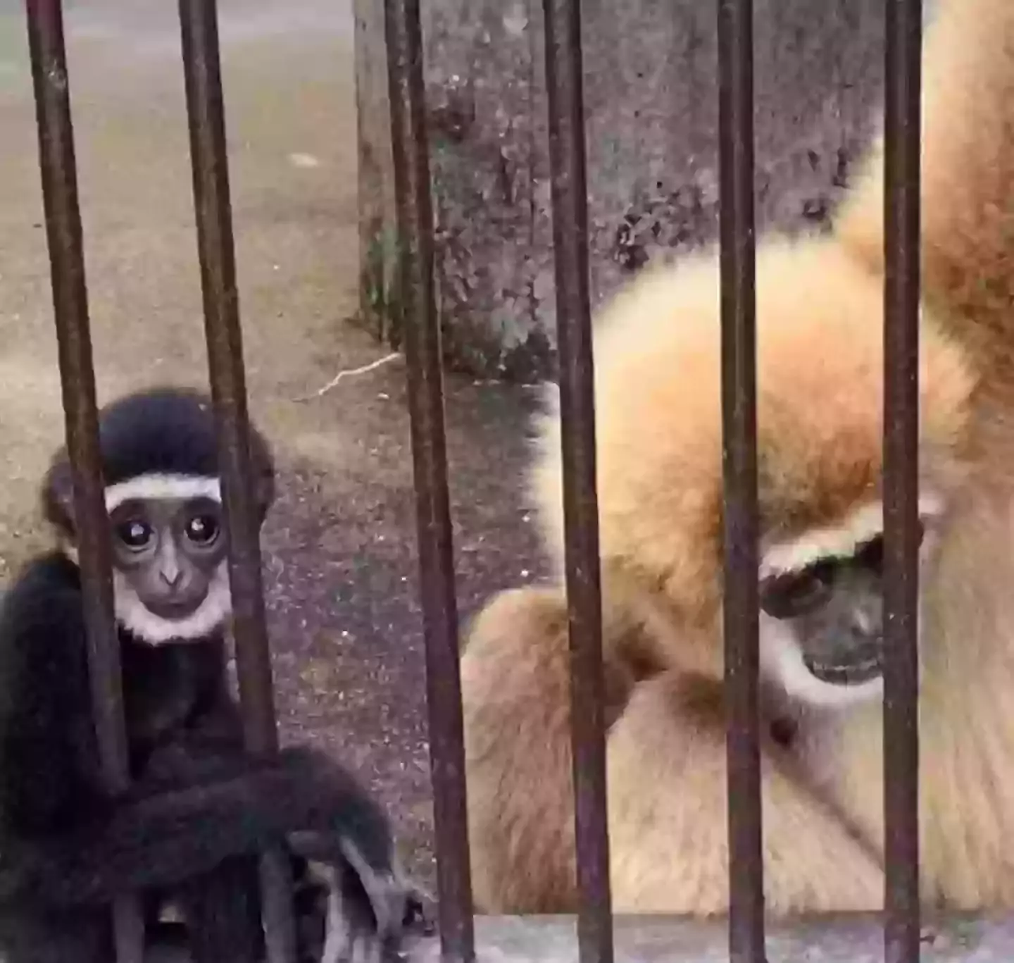 Japanese animal experts were scratching their heads over the conception (Kujukushima Zoo and Botanical Garden)