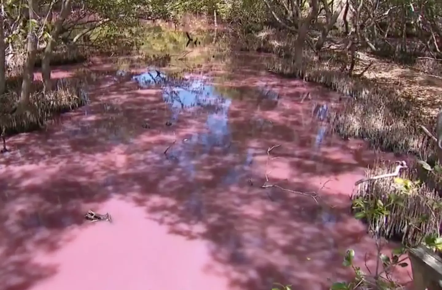 The water turned pink due to algae.