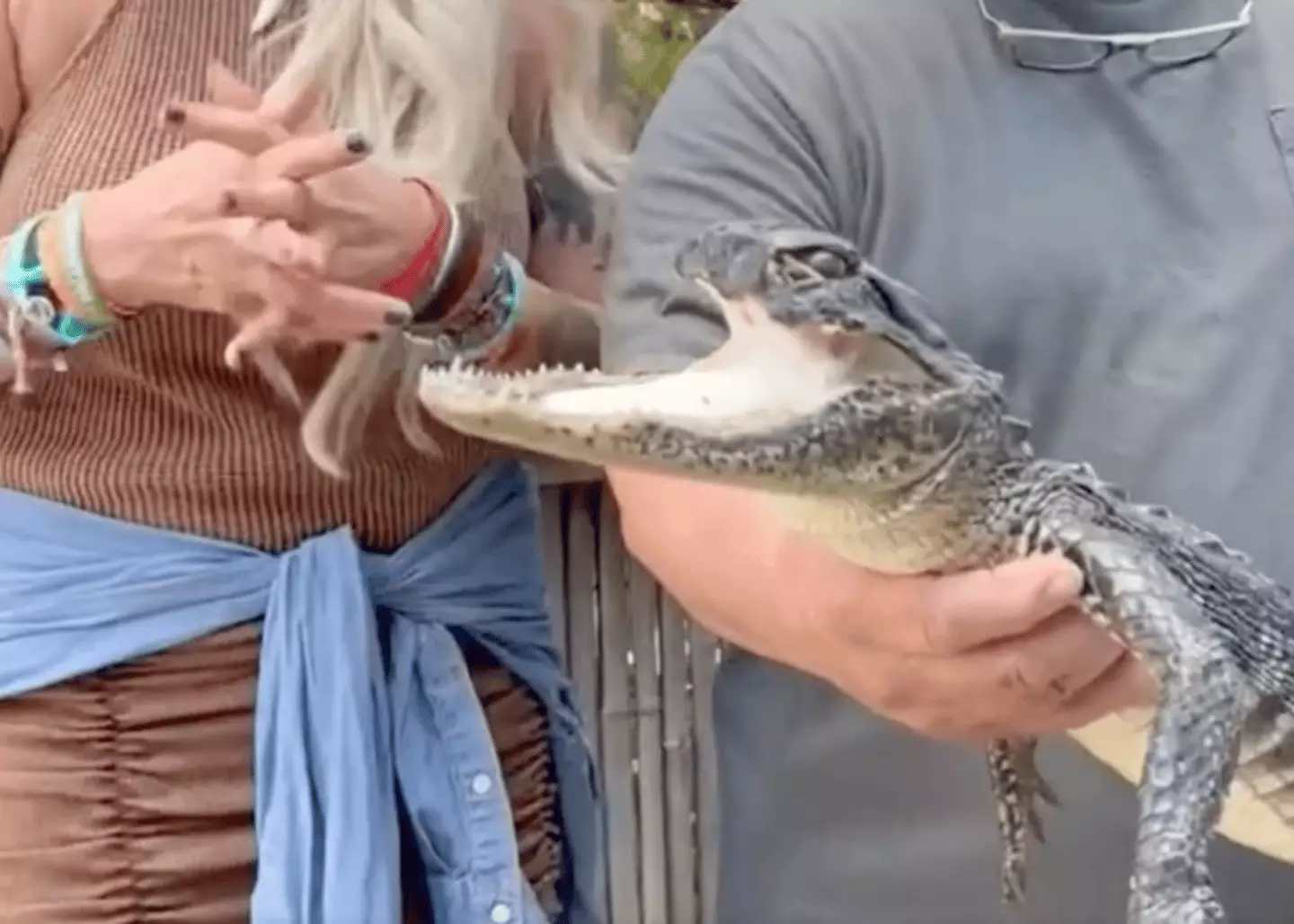 The alligator is missing her entire upper jaw (Facebook/Gatorland Orlando)