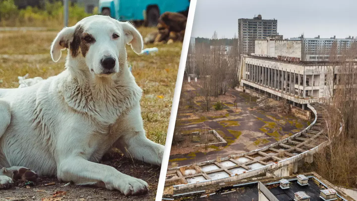 Dogs living near Chernobyl nuclear disaster zone have developed a ’super power’
