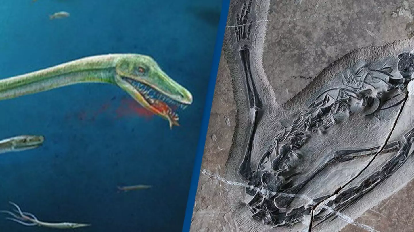 Scientists make new discovery to reveal 'Chinese dragon' that lived 240 million years ago