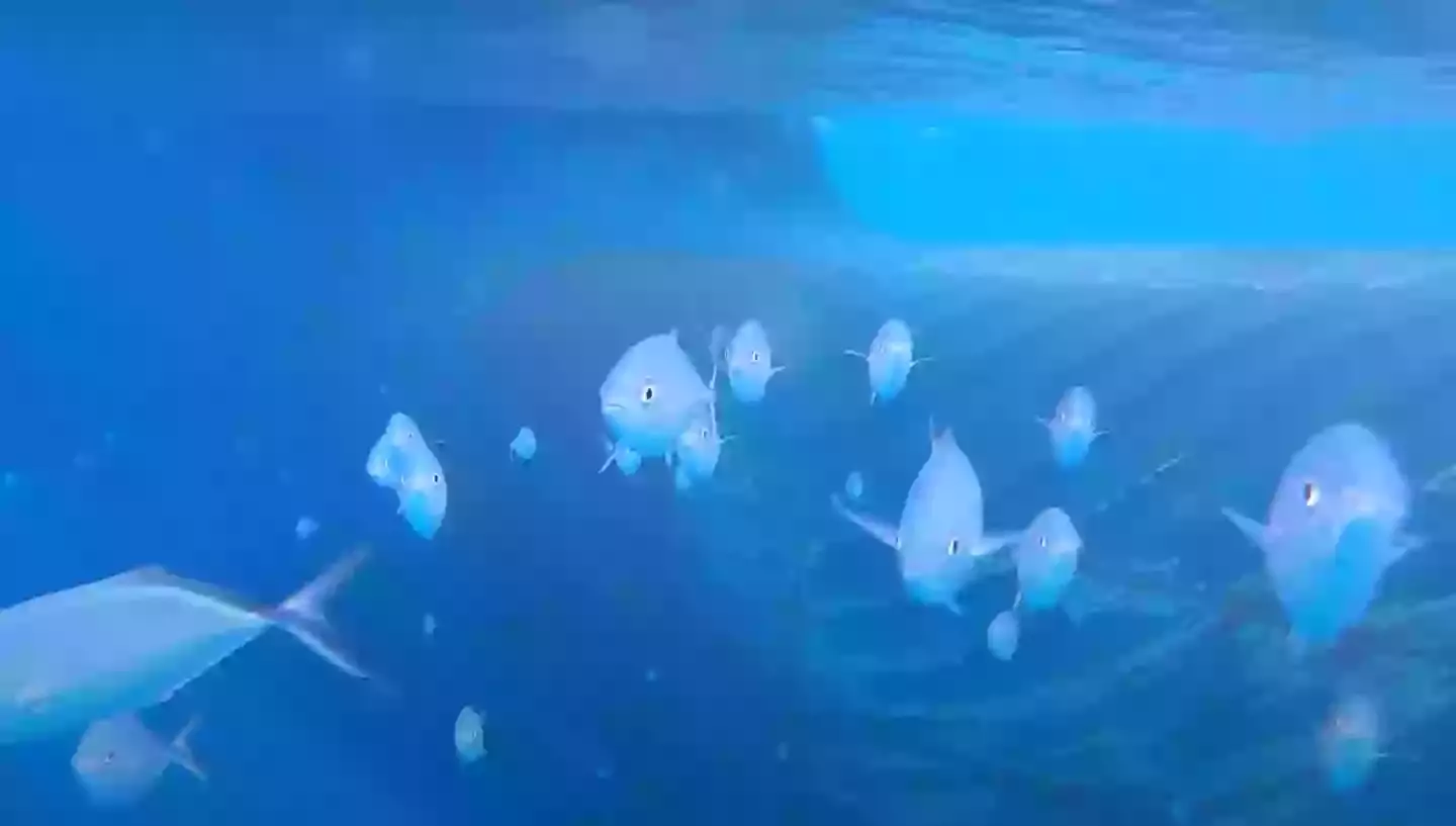 Viewers were initially delighted to see the school of fish seemingly complexed at the GoPro dropping in (Odysseas Froilan/YouTube)