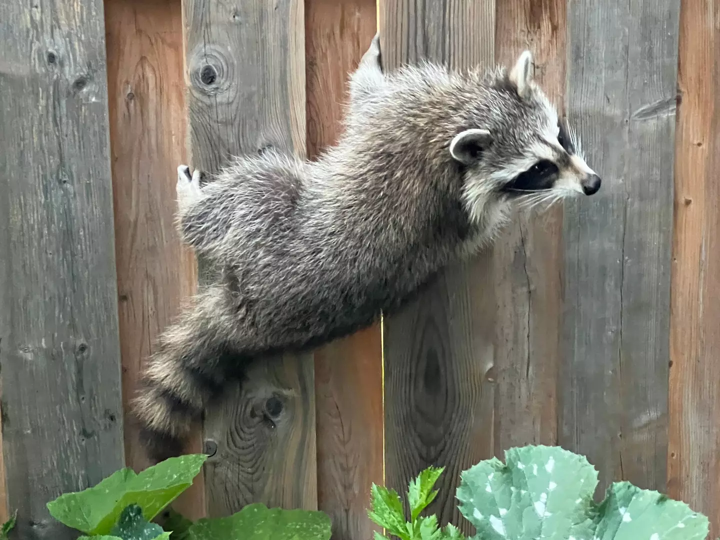 The disease is also known as raccoon roundworm disease (Creative Touch Imaging Ltd./NurPhoto via Getty Images)