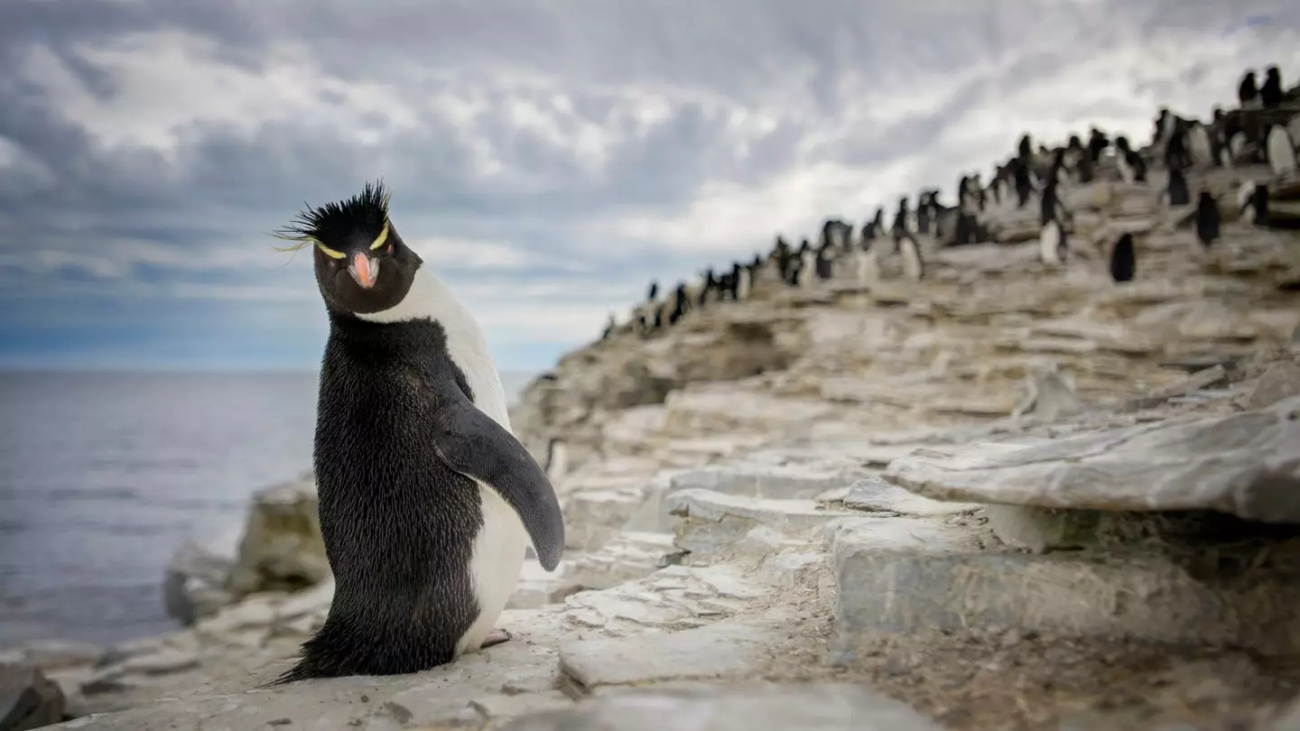 Don't be a penguin (Getty Stock Images)