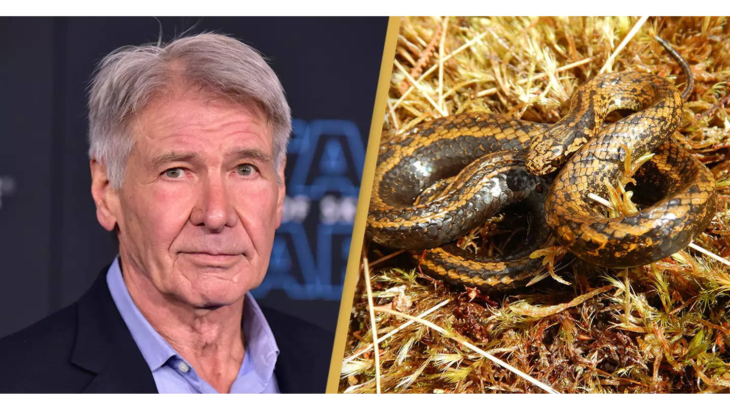 Harrison Ford responds after new species of 'terrifying' snake is named after him