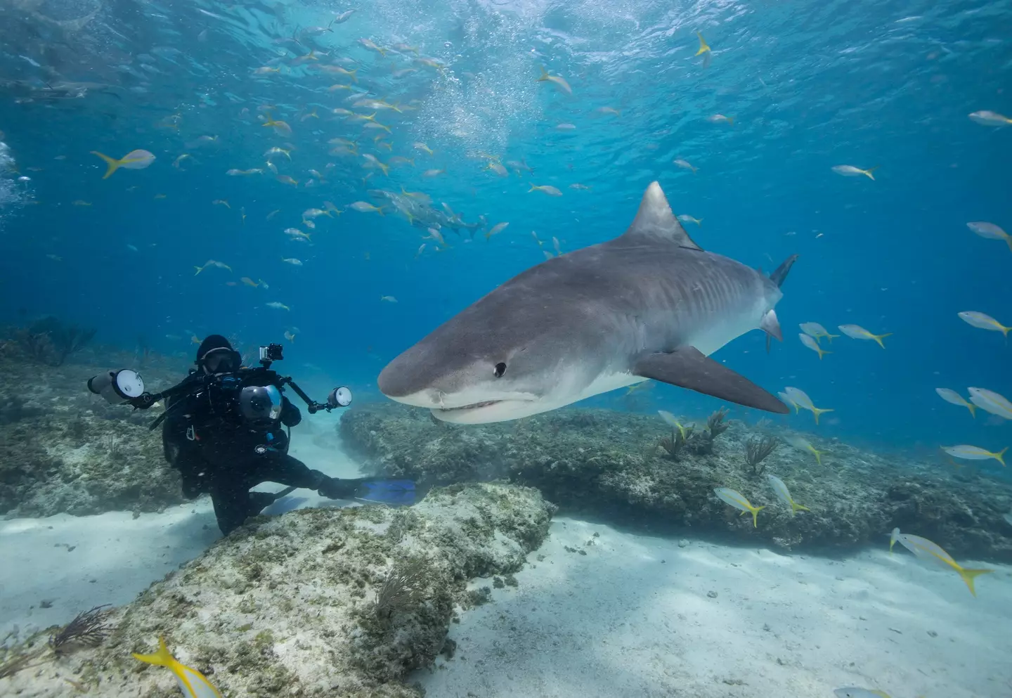 A tiger shark may have been the culprit (Getty stock)