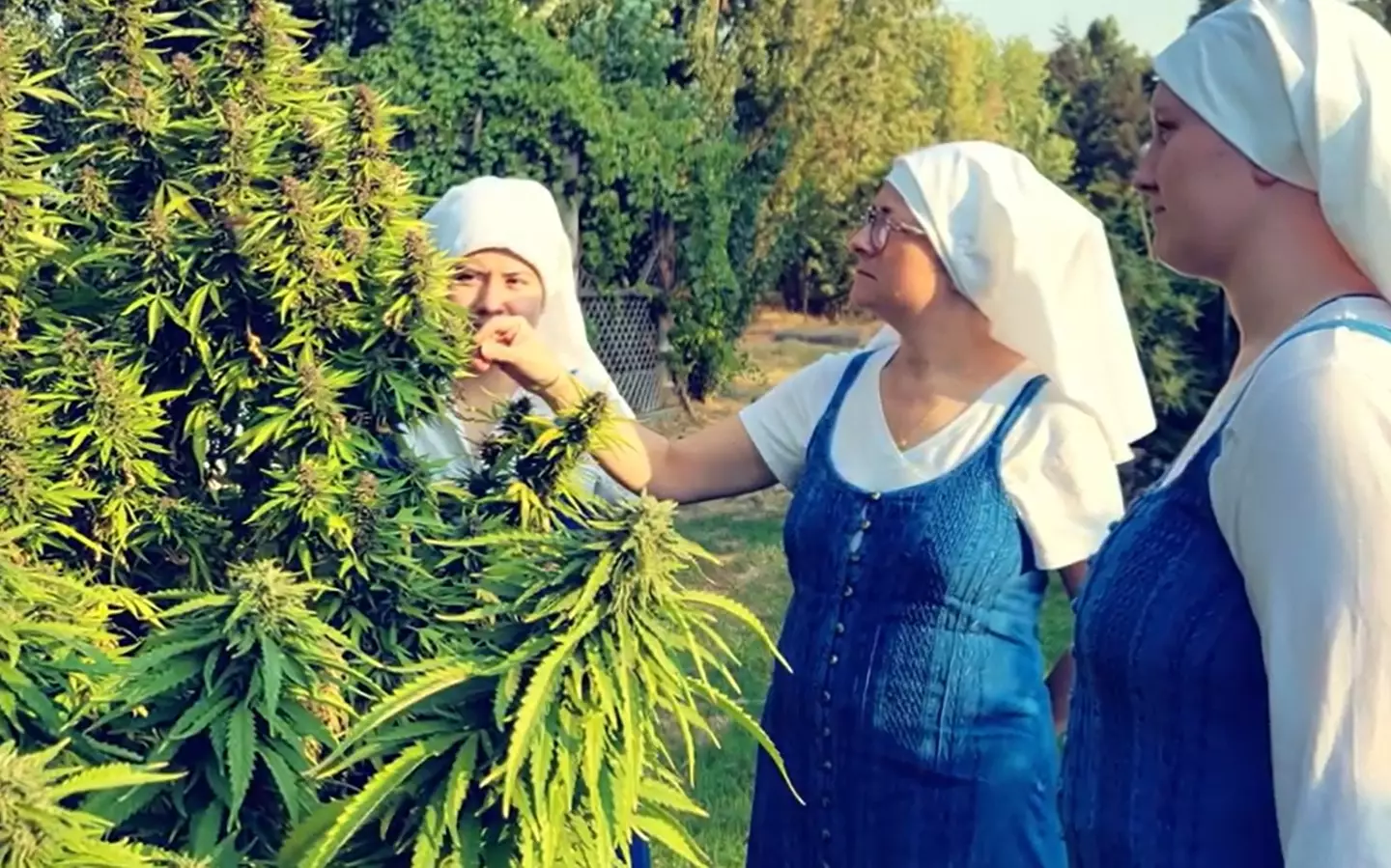 The nuns grow cannabis according to moon cycles, though in their part of California it's still illegal.