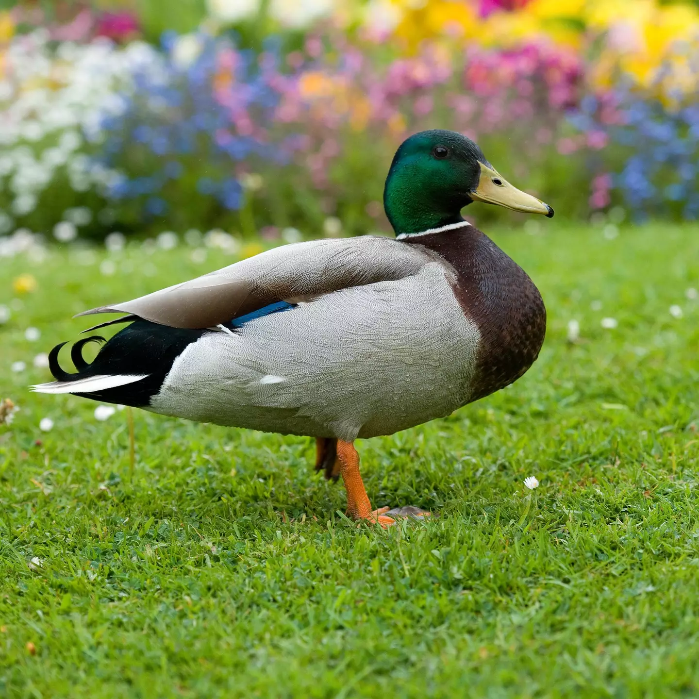 A pet duck has led North Carolina police to the dead body of a 92-year-old grandmother.