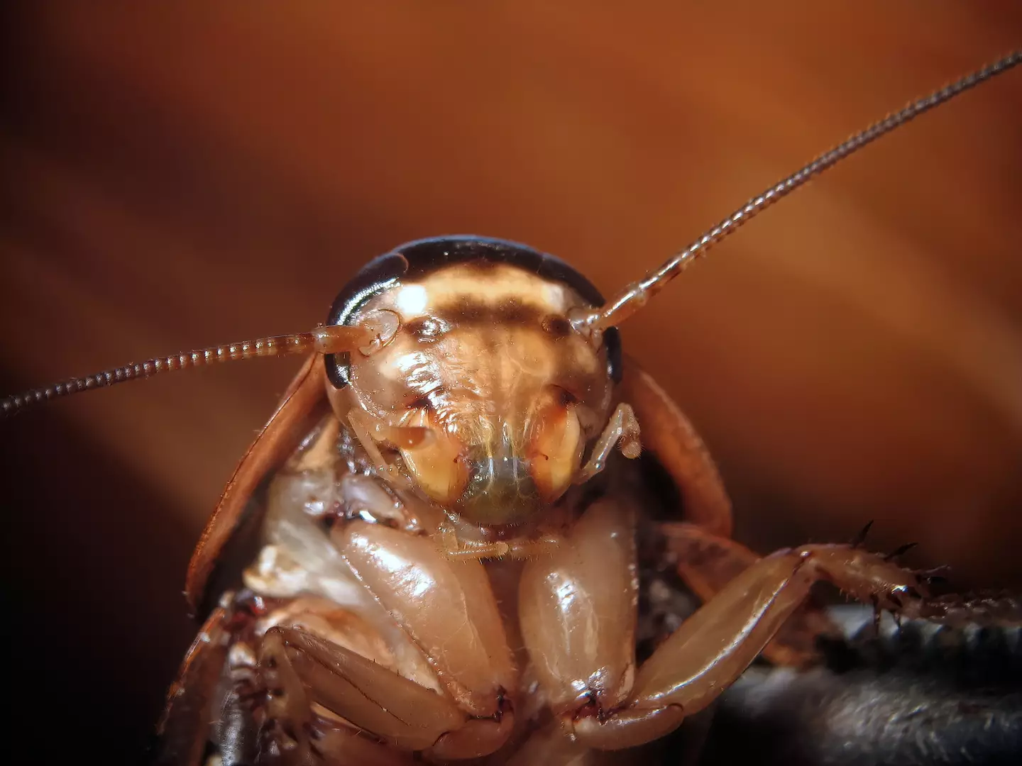 Thousands of people in previous years have named a cockroach after their ex.