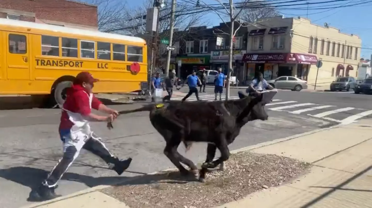 Attempts to catch the calf had failed.