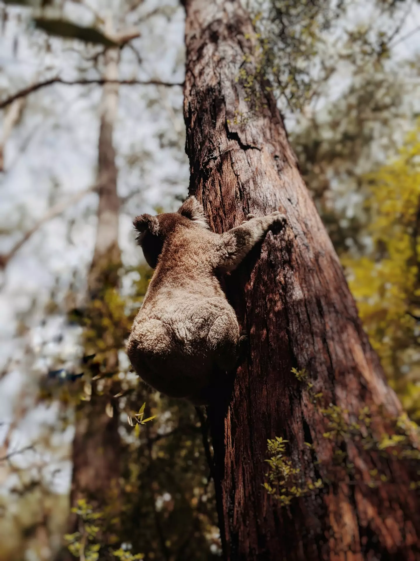 Koalas are typically found in eucalyptus trees.