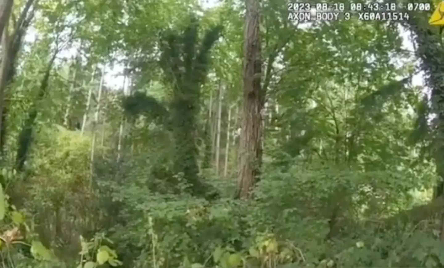 The suspects had hidden in the woods.