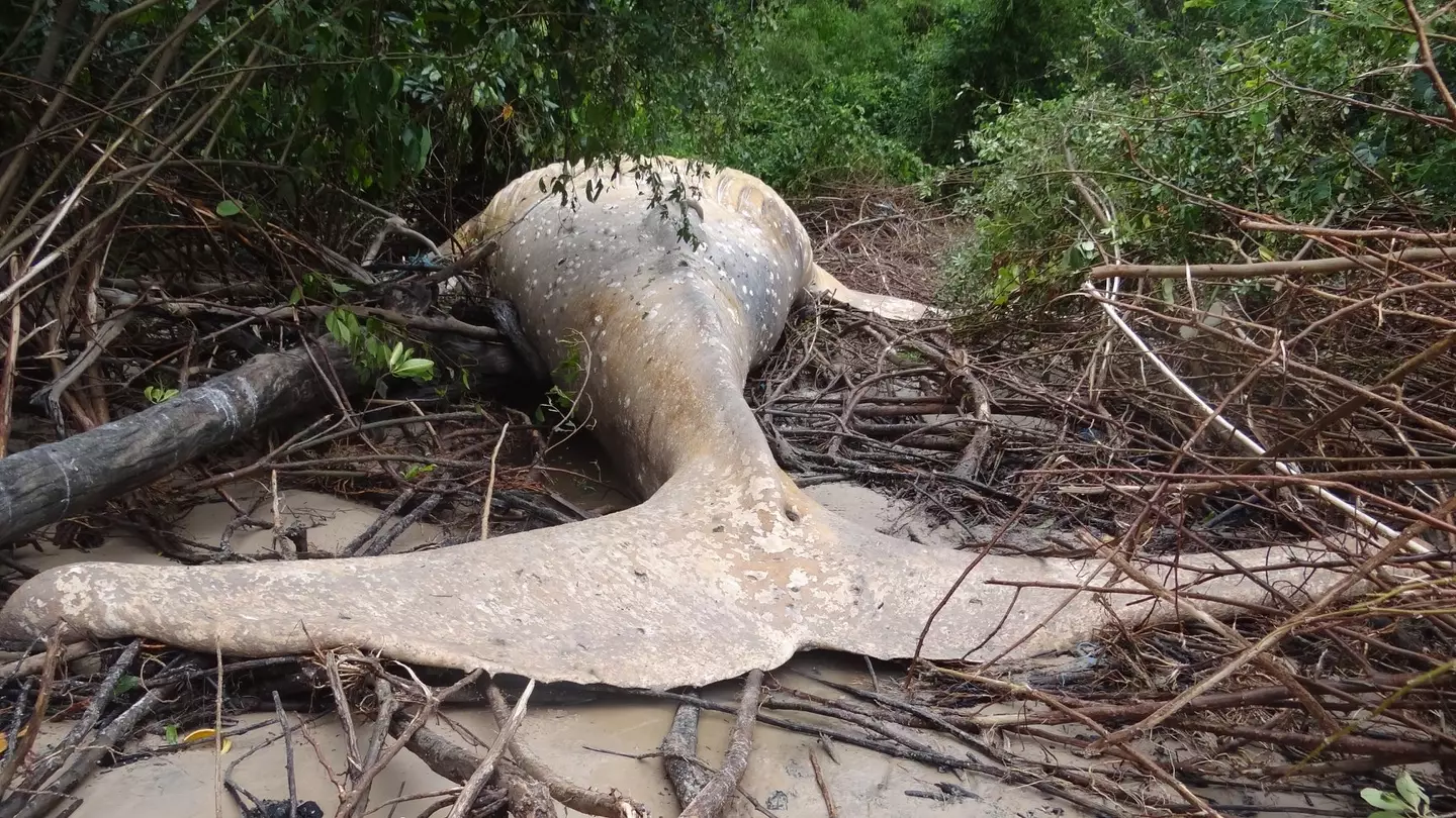 The Maritime Herald newspaper suggested that the whale could have died from eating plastics in the ocean.