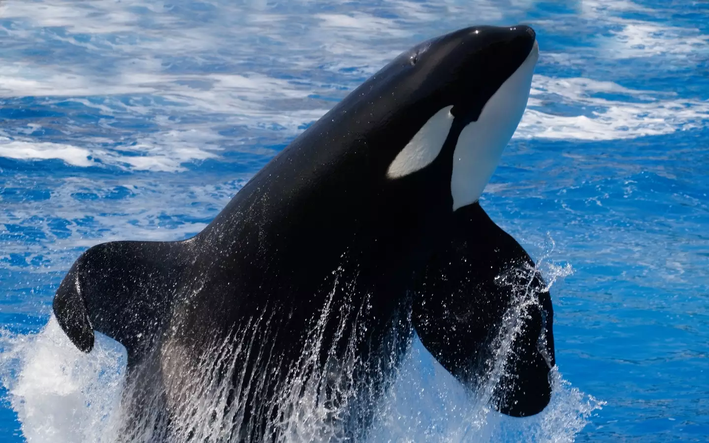 Keto (not pictured) was reportedly displaying 'aggressive behaviors' ahead of the incident. (Getty Stock Image)