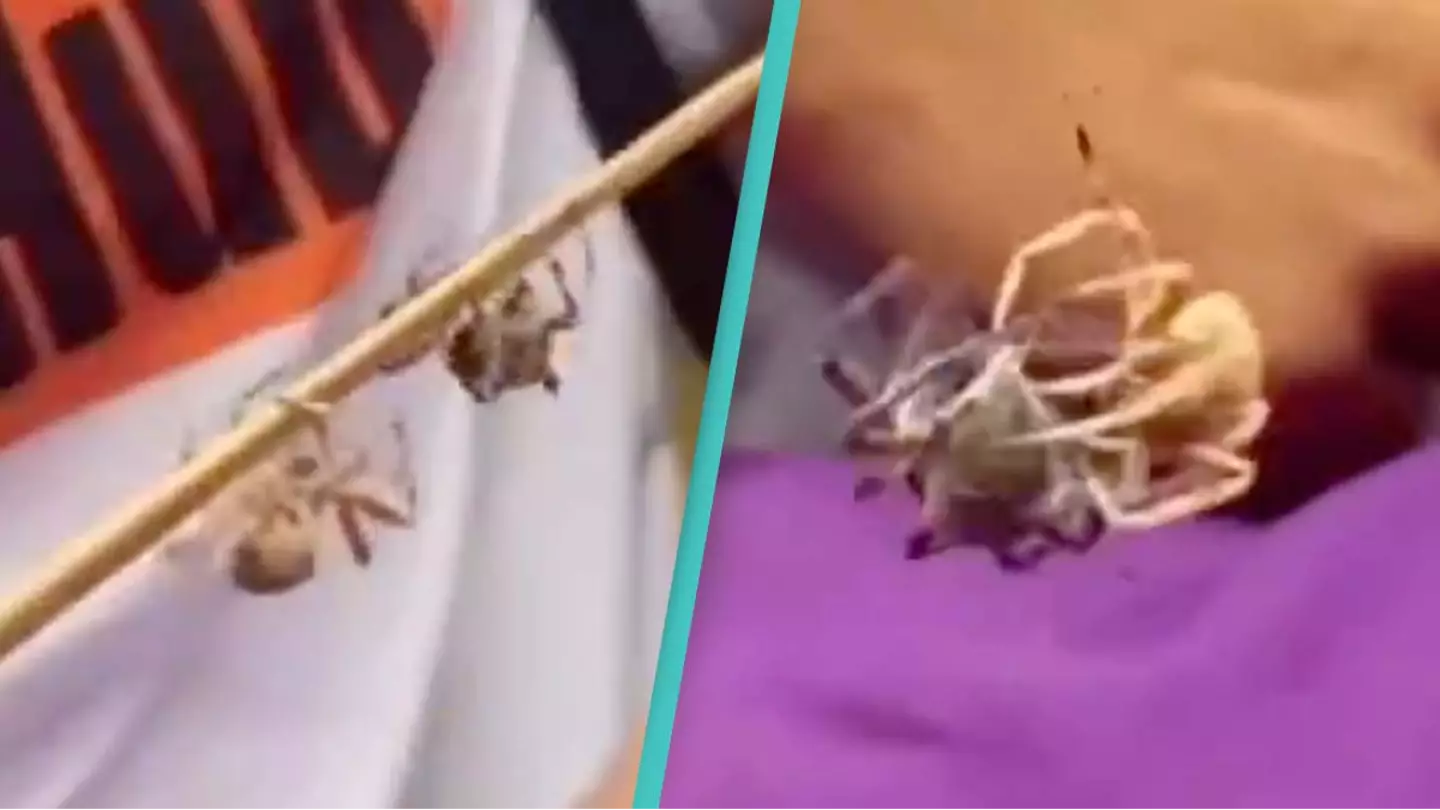 People are just finding out about 'spider fighting' and say it's proof 'people will bet on anything'