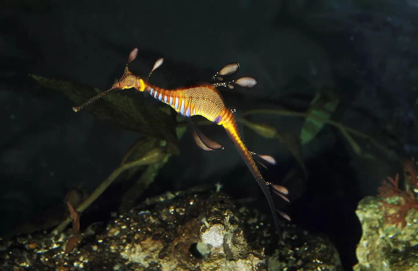 Seadragons have been found washed up on the shores of Australian beaches after a period of heavy rainfall.