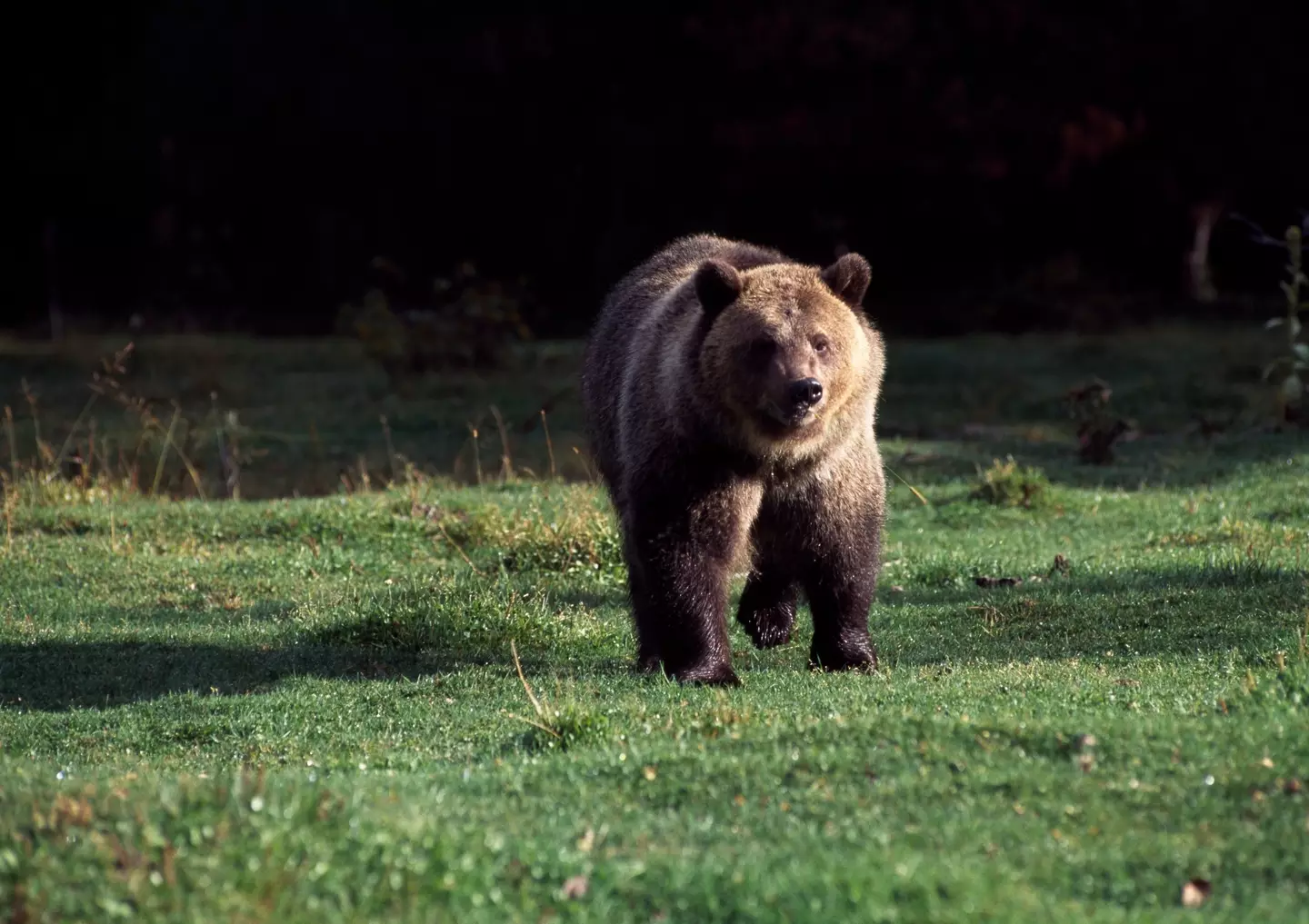 A suspected fatal bear attack has taken place in Yellowstone National Park.