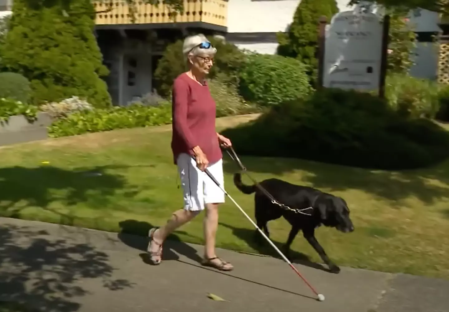 Gail Lane had never seen her dog Piper prior to the surgery (YouTube/Global News)