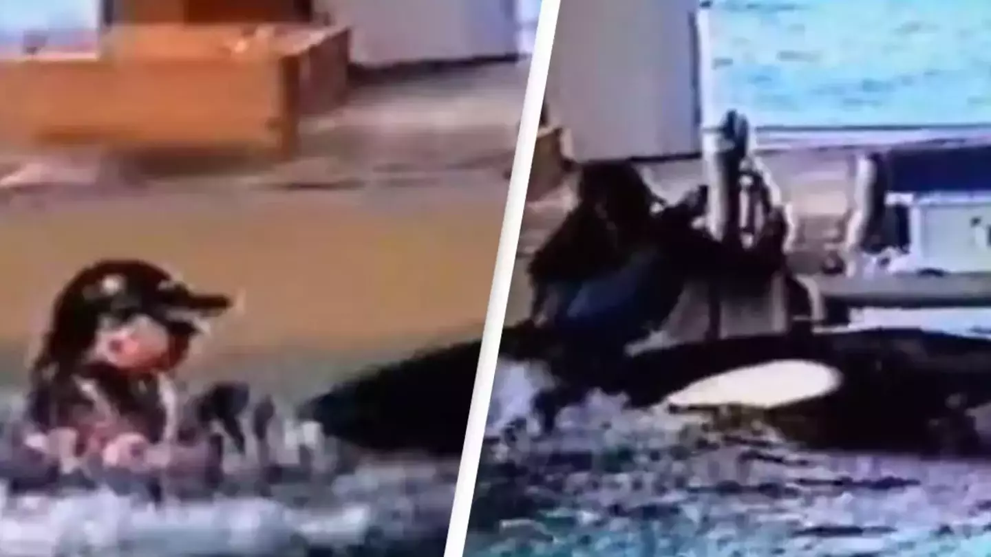 SeaWorld trainer screamed for help as she was dragged under by two killer whales 