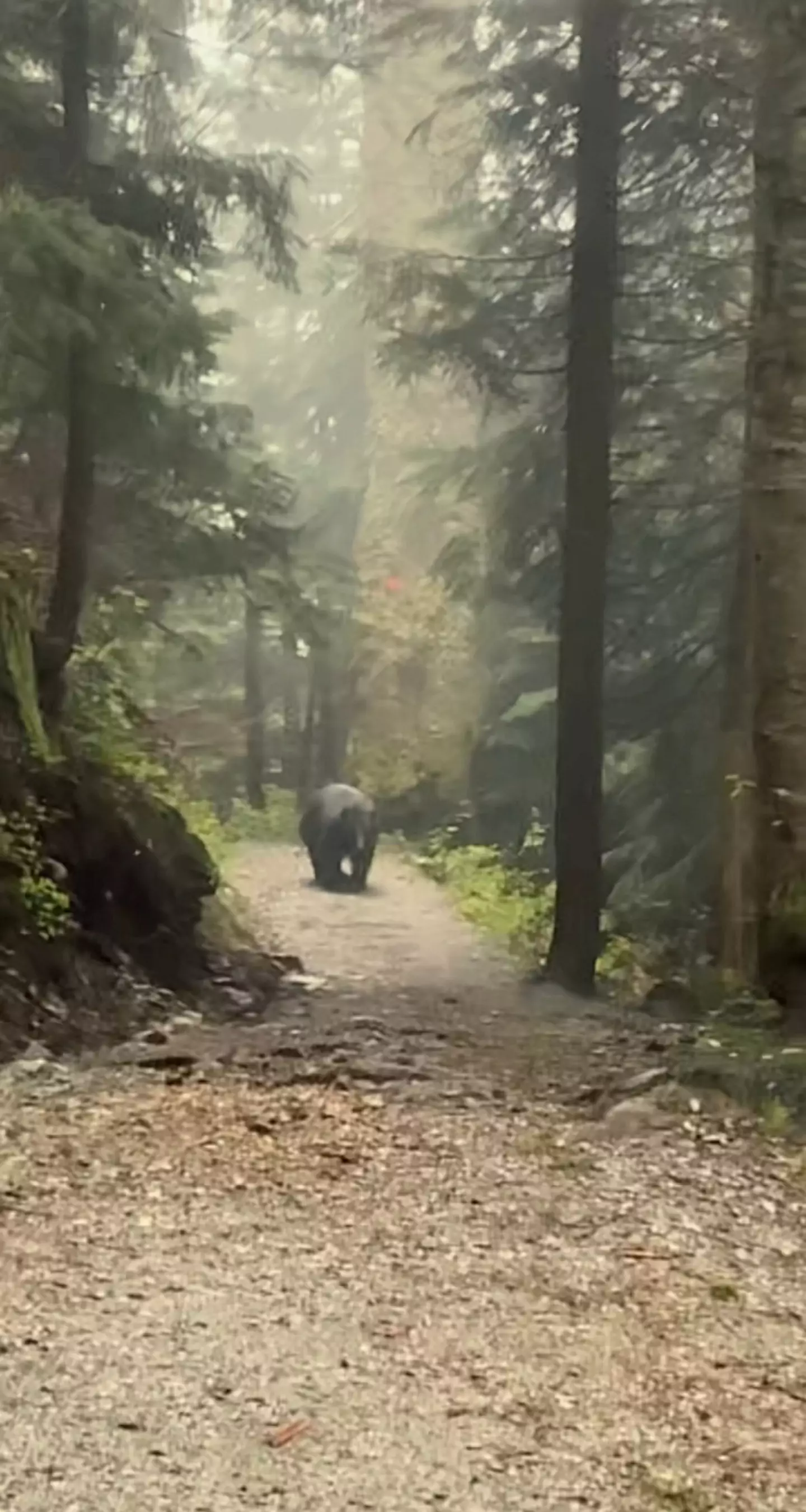 The bear followed them for half an hour.