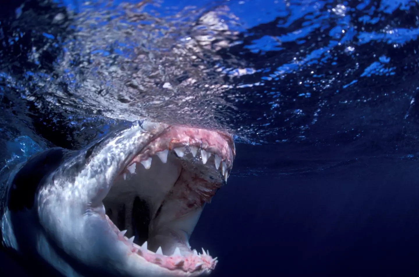 The teeth can be projected out to catch prey. (Stephen Frink / Getty)