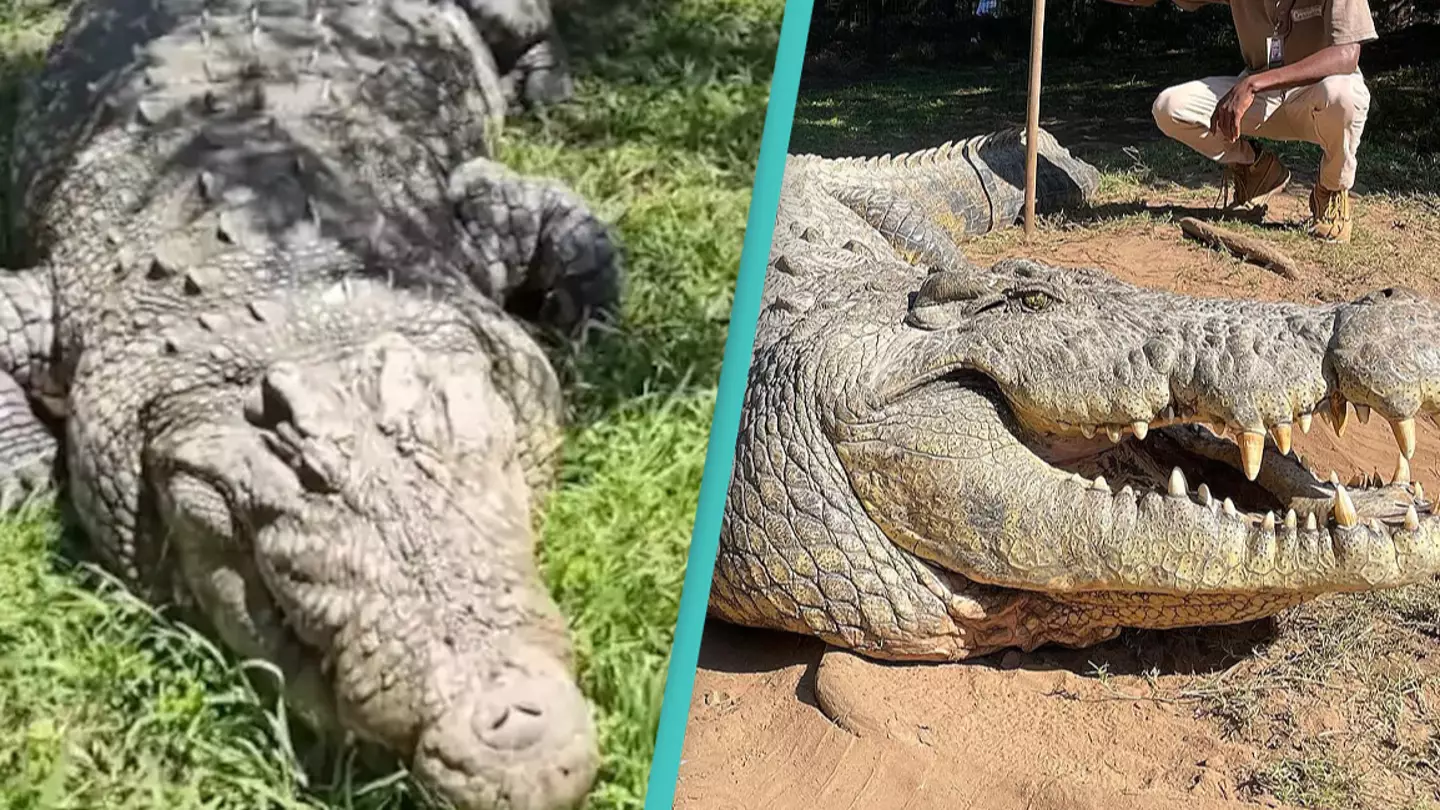 World's oldest crocodile has six girlfriends and fathered over 10,000 babies