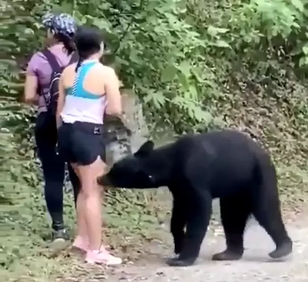 The bear seemed pretty unenthusiastic.