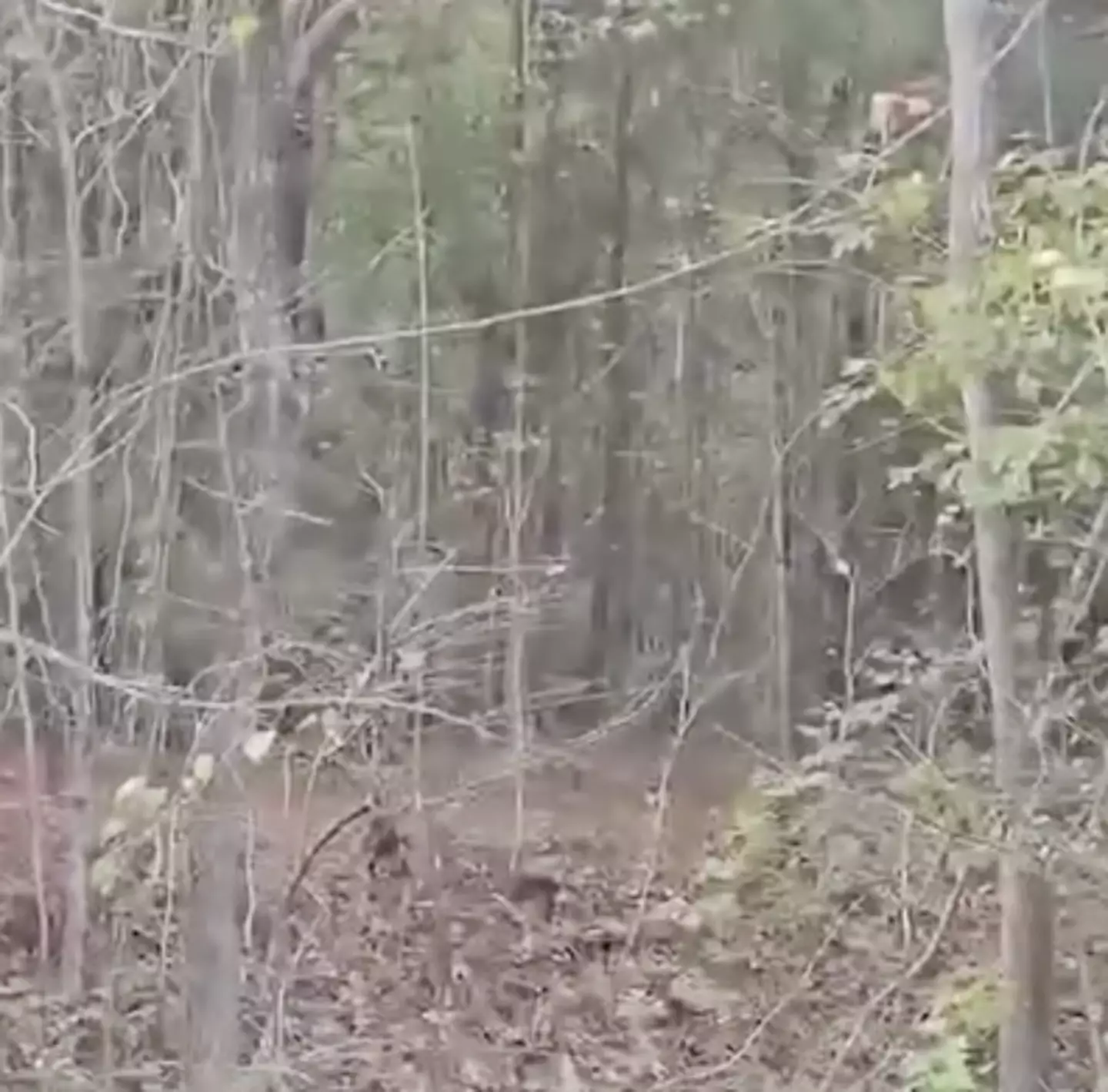 While the image is blurry, a source claimed to CBS News that they caught the monkeys on camera (CBS News)