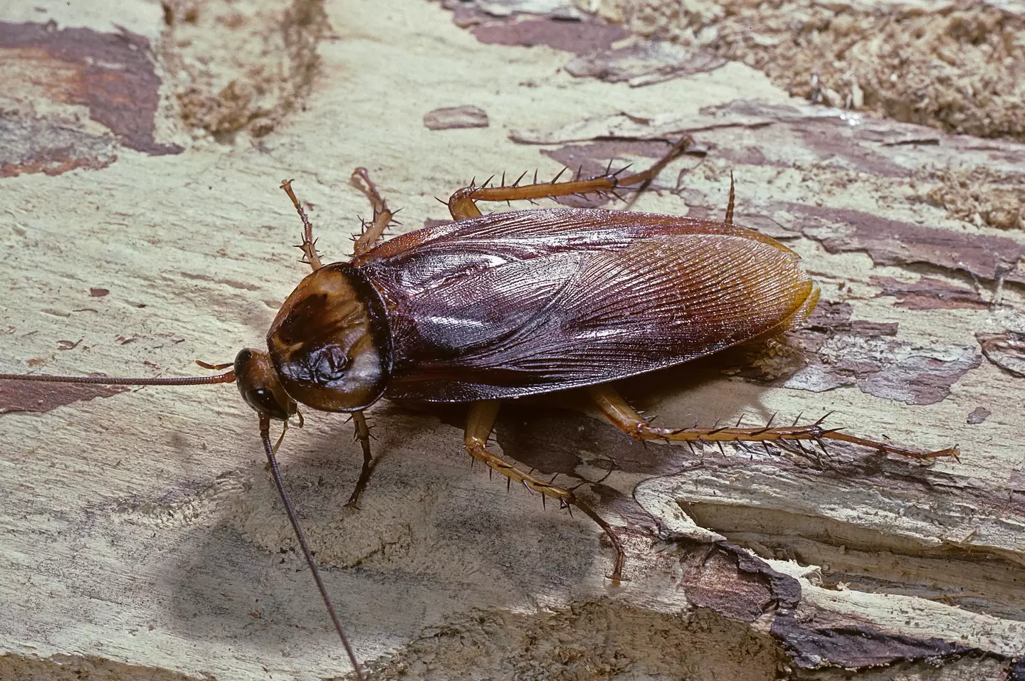 Just looking at this thing gives me the creeps (Getty Stock Image)