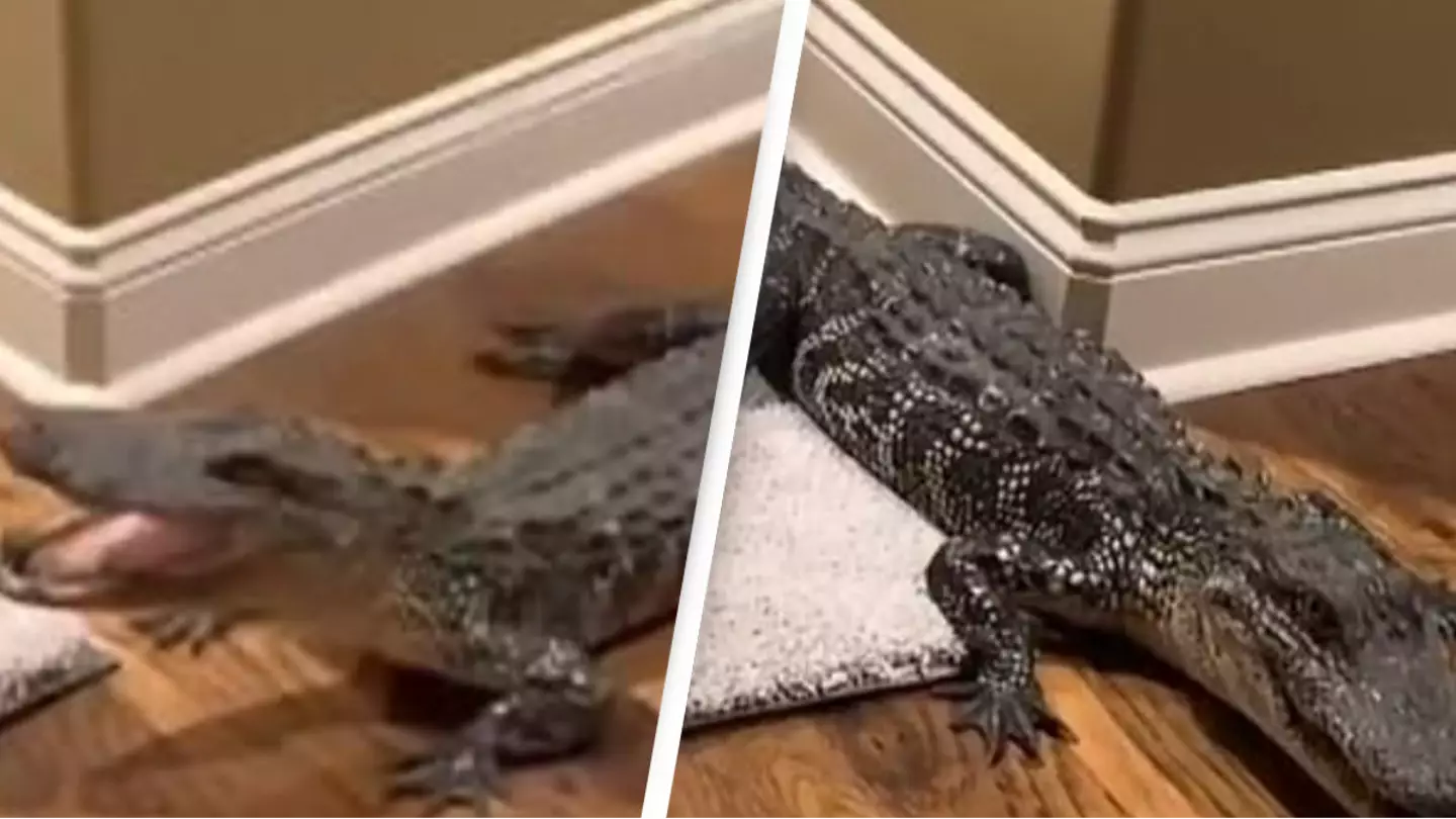 5ft alligator sneaks into couple’s home through their dog flap