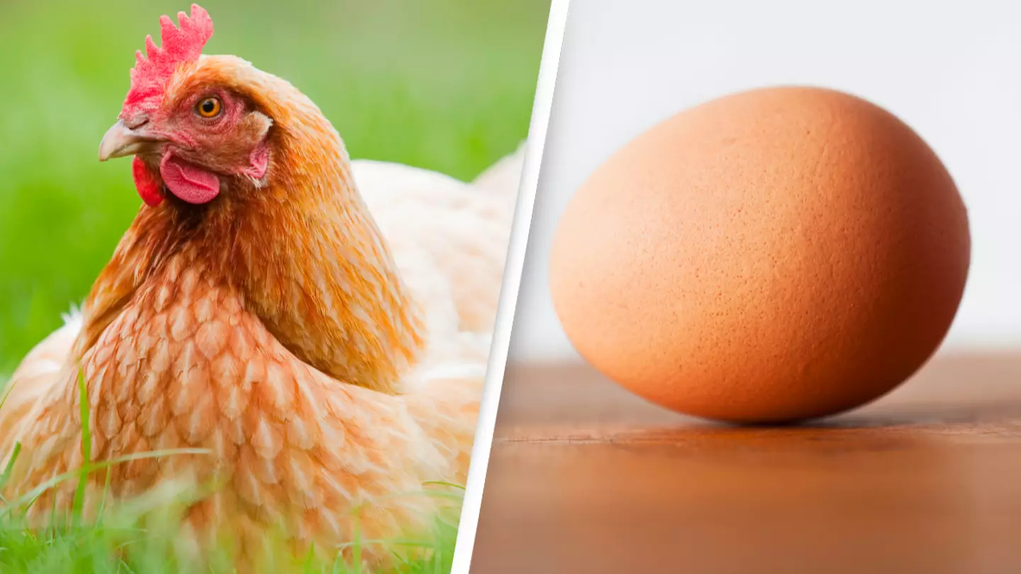 Scientists say they've finally discovered what came first the chicken or the egg