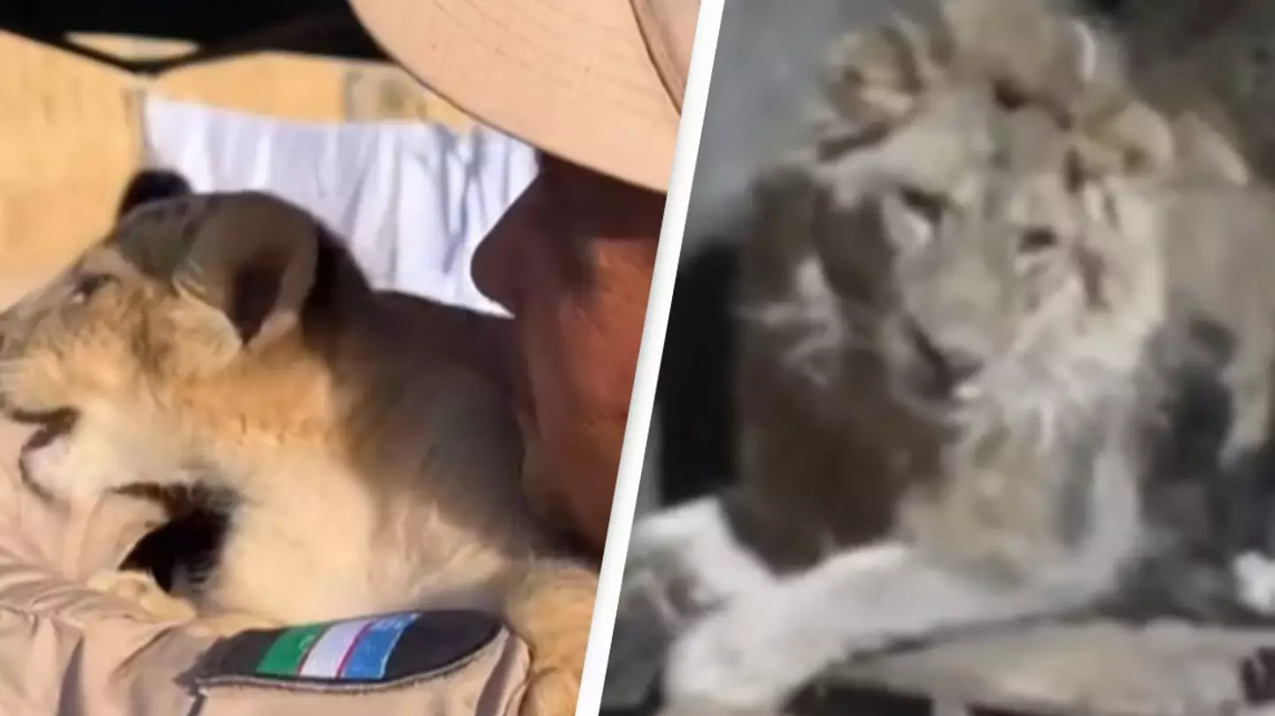 Zookeeper eaten alive filming himself with escaped lions while trying ‘to impress girlfriend’
