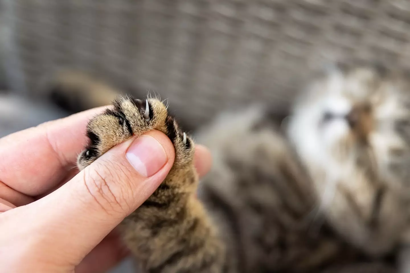 Cats can suffer mobility issued following declawing (Getty Stock Photo)