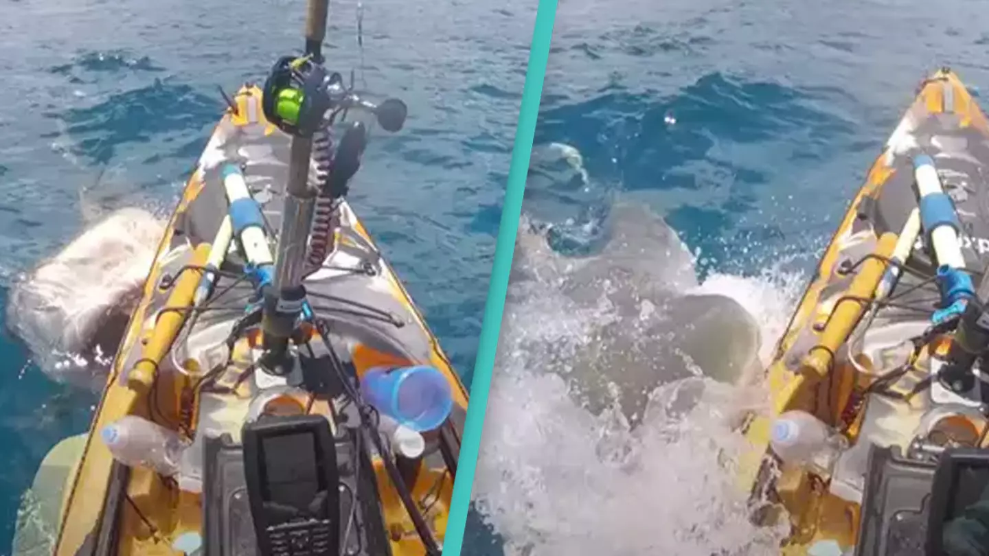 Man fishing in kayak's terrifying close encounter with shark caught on camera